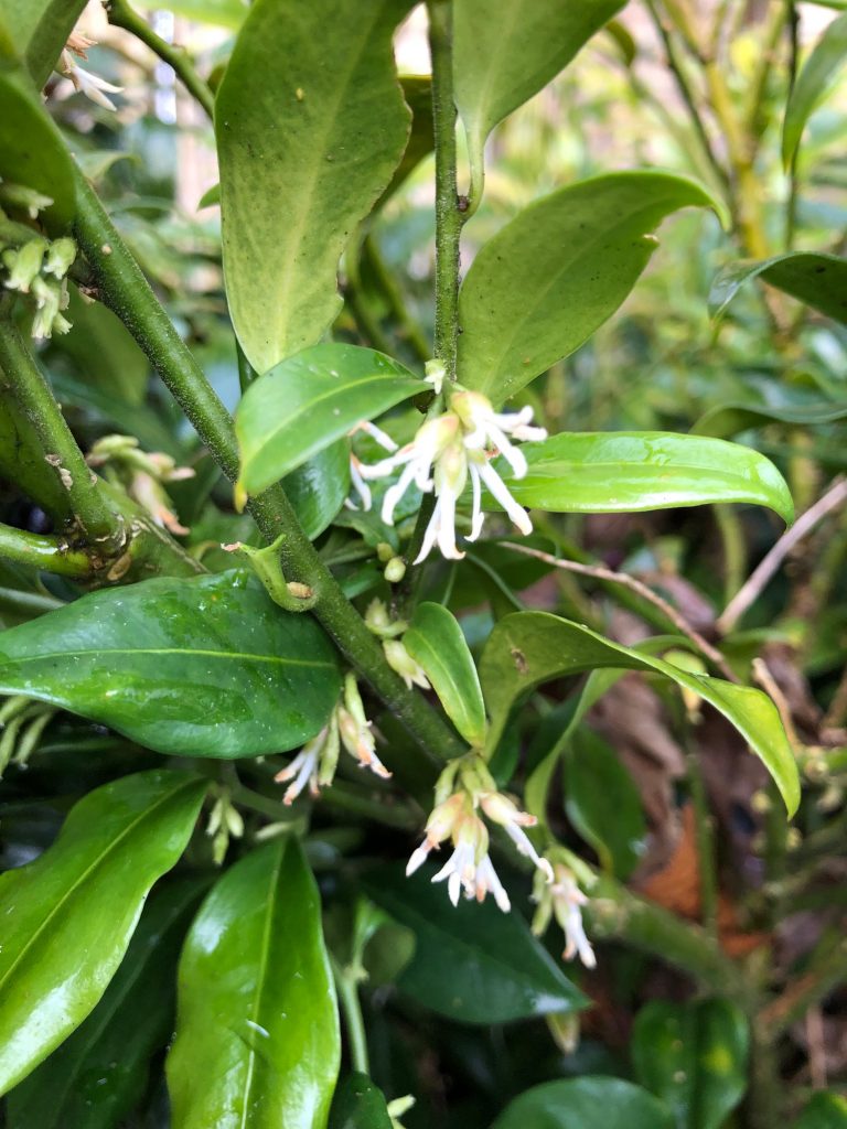 Sarcococca flowers - plants of the month - January Sarcococca flowers - plants of the month - January