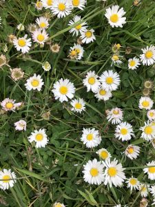 Daisies - wild about weeds