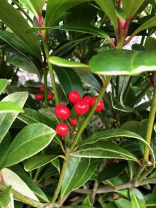 Skimmia berries - plants of the month - January