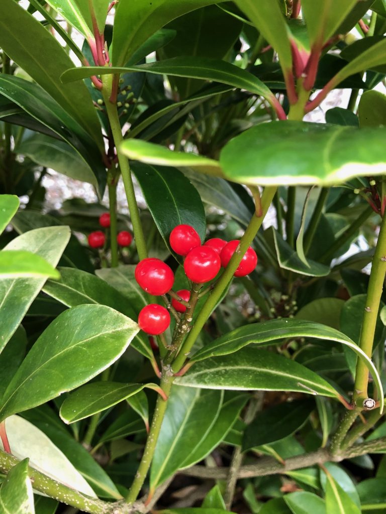 Skimmia berries - plants of the month - January Skimmia berries - plants of the month - January