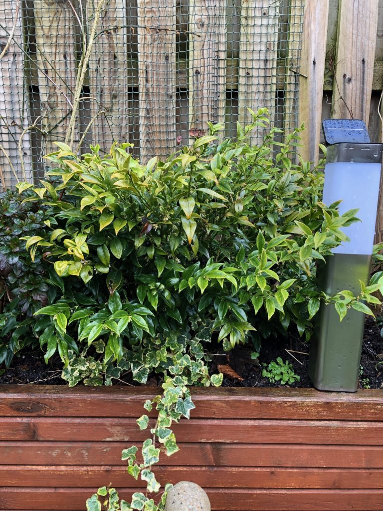 Sarcococca shrub - plants of the month - January