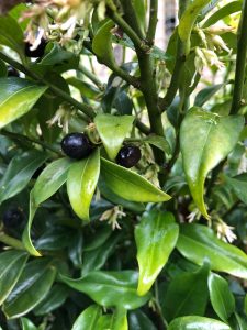 Sarcococca berries - plants of the month - January