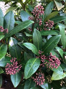 Skimmia flower buds - plants of the month - January