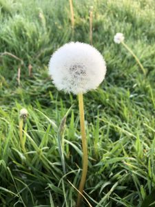 Dandelion gone to seed - wild about weeds