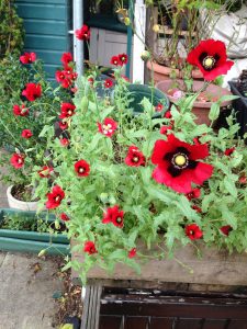 Poppies in a pot - wild about weeds