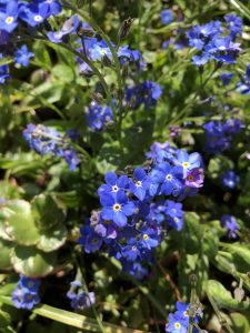 Blue Forget-Me-Nots - wild about weeds