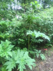 Giant Hogweed - wild about weeds
