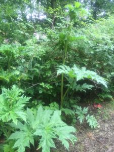 Giant Hogweed - wild about weeds Giant Hogweed - wild about weeds