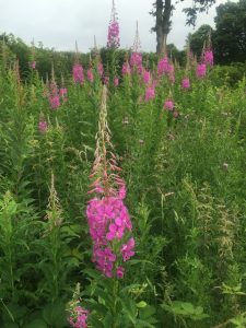 Rosebay Willowherb - wild about weeds Rosebay Willowherb - wild about weeds