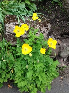 Meconopsis Welsh Poppy - wild about weeds Meconopsis Welsh Poppy - wild about weeds