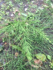 Horsetail - wild about weeds Horsetail - wild about weeds