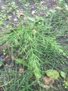 Horsetail - wild about weeds