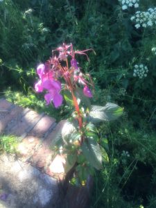 Himalayan Balsam - wild about weeds