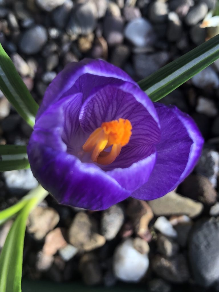 Crocus 'Flower Record' at front door