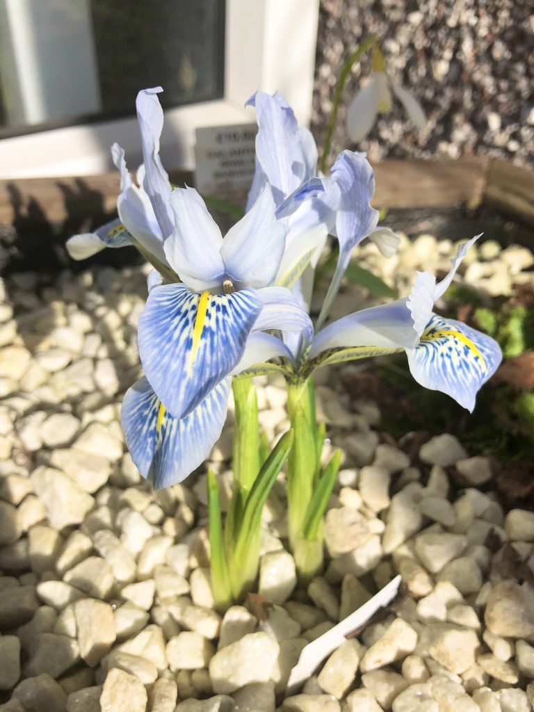 Iris 'Sheila Ann Germaney' outside front door