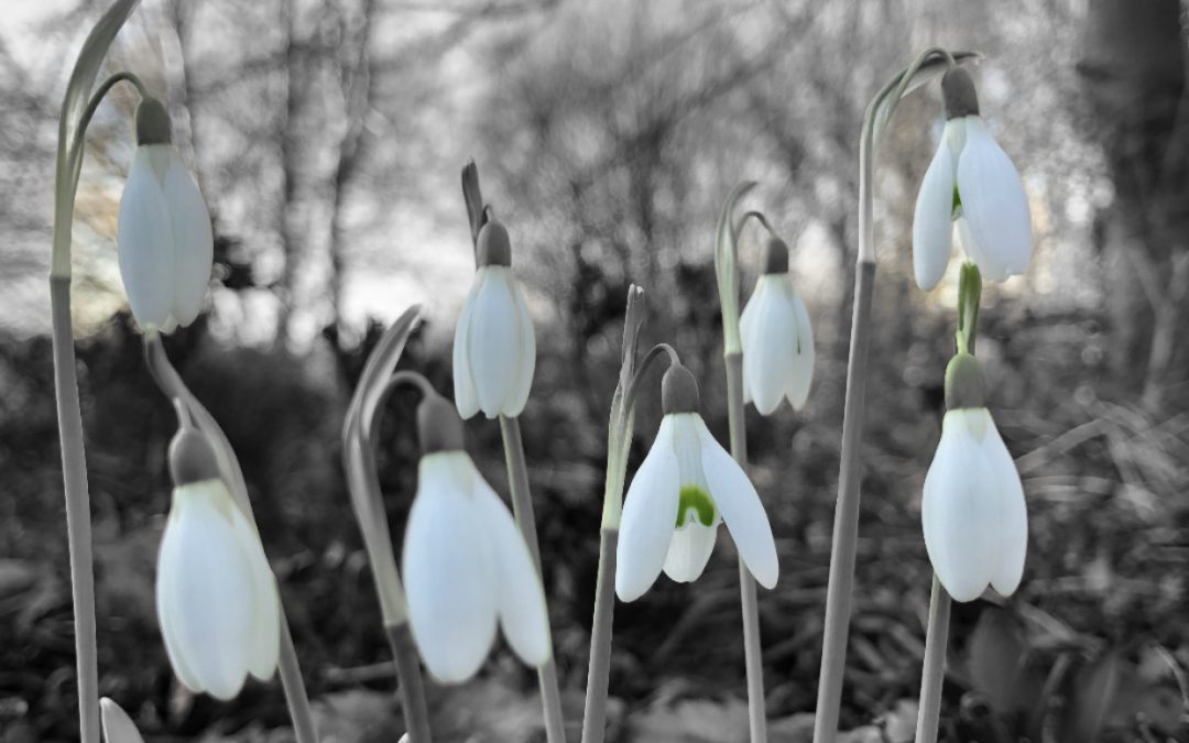 Snowdrops black & white / green - book review