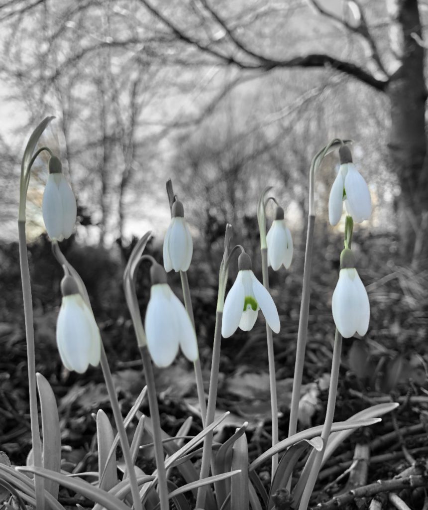 Snowdrops black & white / green - Some Snowdrops - book review