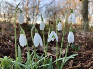 Snowdrops close up shed roof - Some Snowdrops - book review