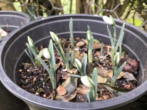 Snowdrop Nivalis in pot emerging