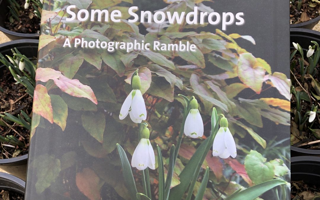 Some Snowdrops - front cover