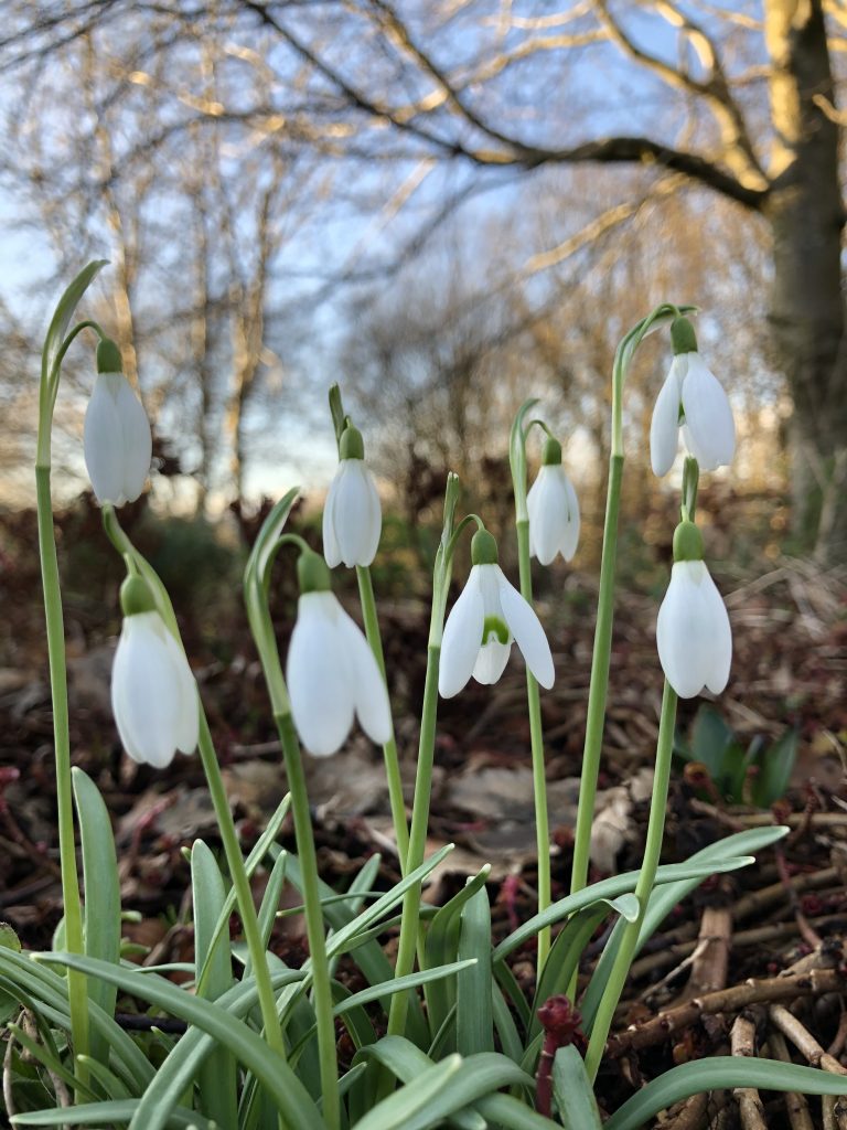 Snowdrops in colour on shed roof