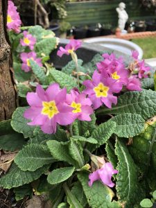 Pink Primula under our Acer tree