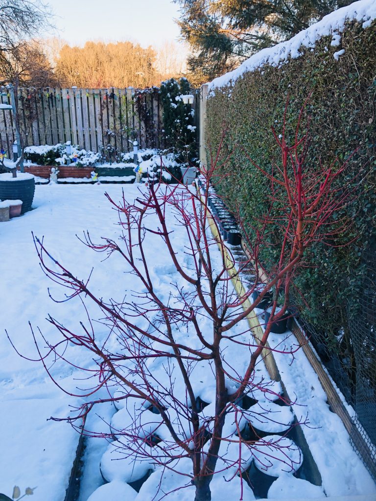 Coral Bark Acer - with snow