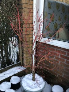 Coral Bark Acer - near window