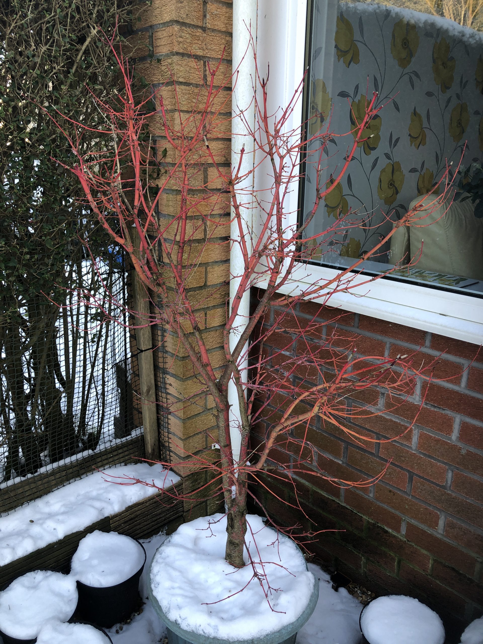 Coral Bark Acer - near window Coral Bark Acer - near window