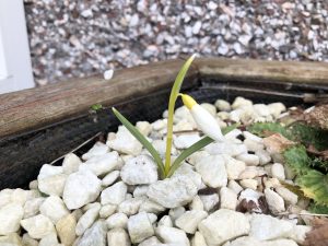 Snowdrop Sandersii emerging