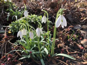 Snowdrops with Dragon's Blood - Some Snowdrops - book review