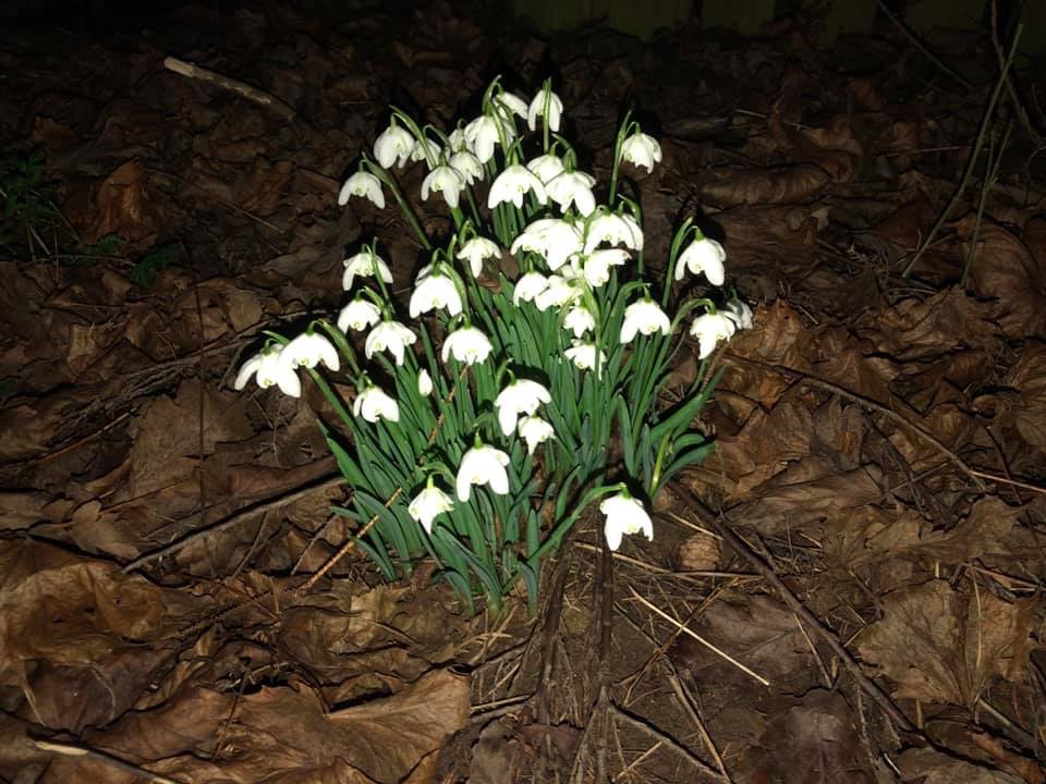 Snowdrops at night - Some Snowdrops - book review