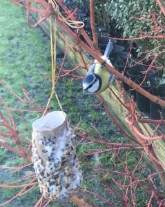 Blue Tit cardboard tube - How to Get Kids Gardening