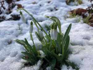 Snowdrops in the snow - Some Snowdrops - book review