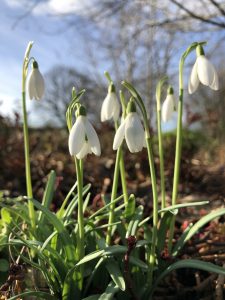 Snowdrops on shed roof - Some Snowdrops - book review