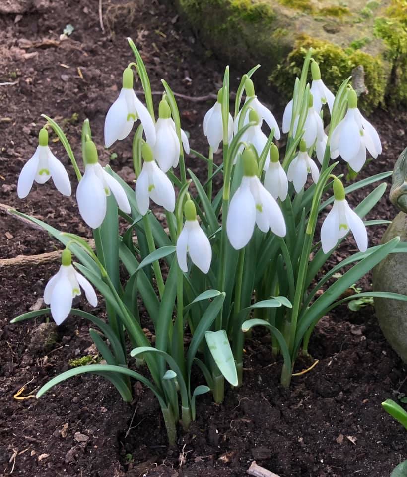 Snowdrops in a group - Some Snowdrops - book review Snowdrops in a group - Some Snowdrops - book review