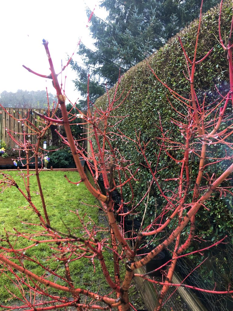 Coral Bark Acer - near privet hedge