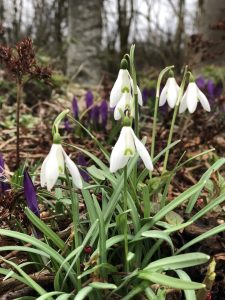 6 Snowdrops & Crocus - shed roof
