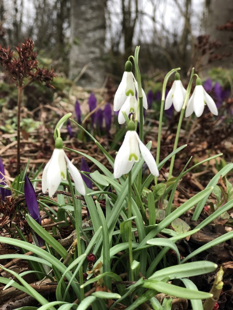 6 Snowdrops & Crocus - shed roof