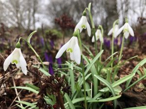 6 Snowdrops & Crocus - shed roof blurred background