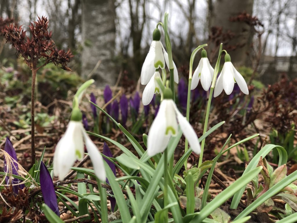 6 Snowdrops & Crocus - shed roof close up