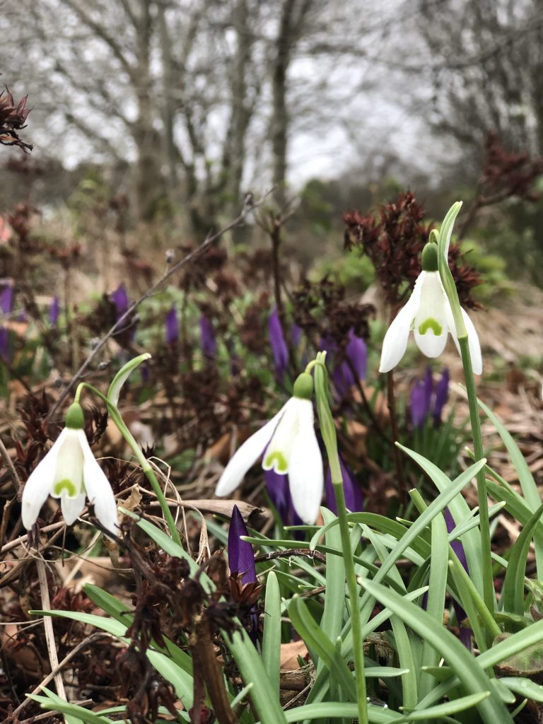 3 Snowdrops & Crocus - shed roof close up