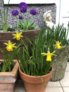 Daffodil 'Tete a Tete' in clay pot