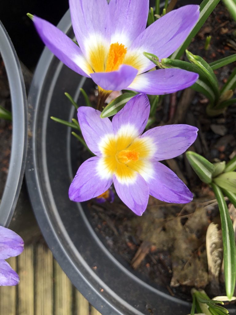 Crocus Sieberi 'Tricolor' close up