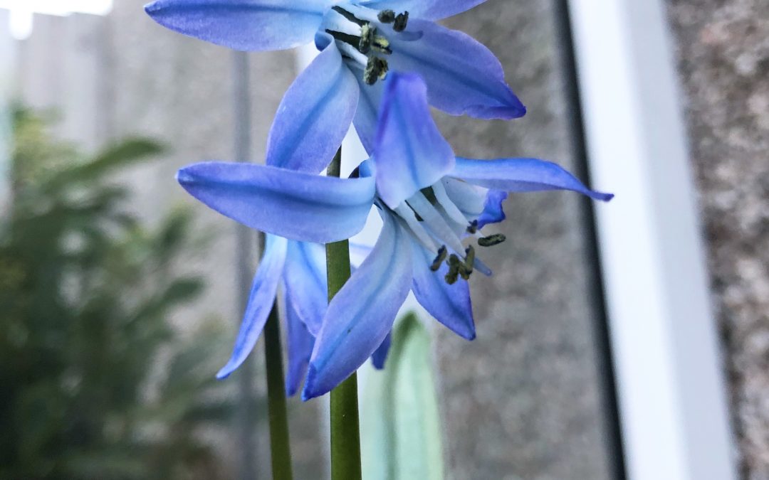 Scilla winogradowii close up