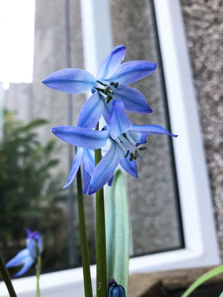 Scilla winogradowii close up