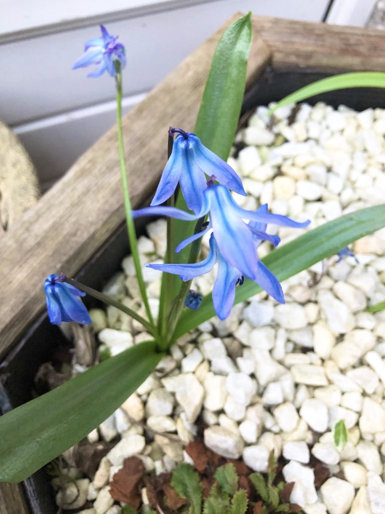 Scilla winogradowii from above