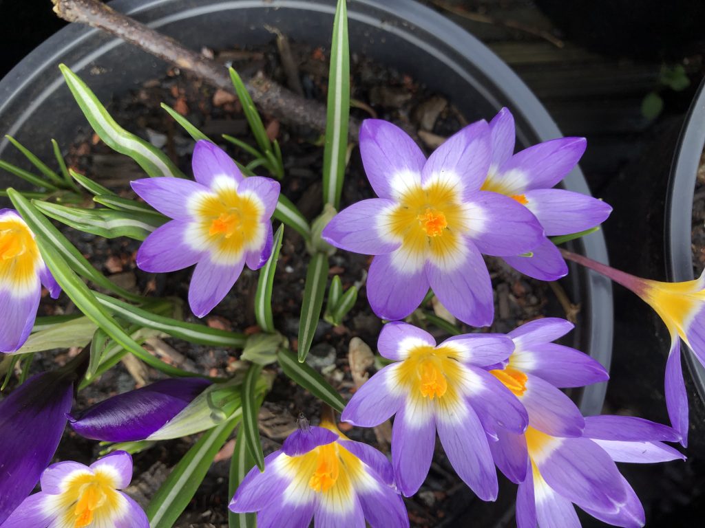 Crocus Sieberi 'Tricolor' landscape Crocus Sieberi 'Tricolor' landscape