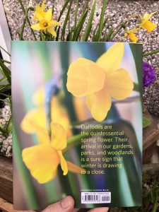 Daffodil book review - rear cover