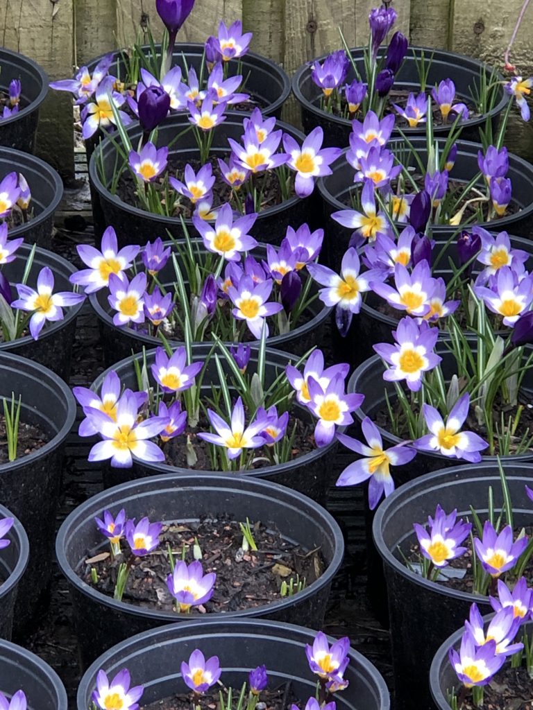 Crocus Sieberi 'Tricolor' in pots